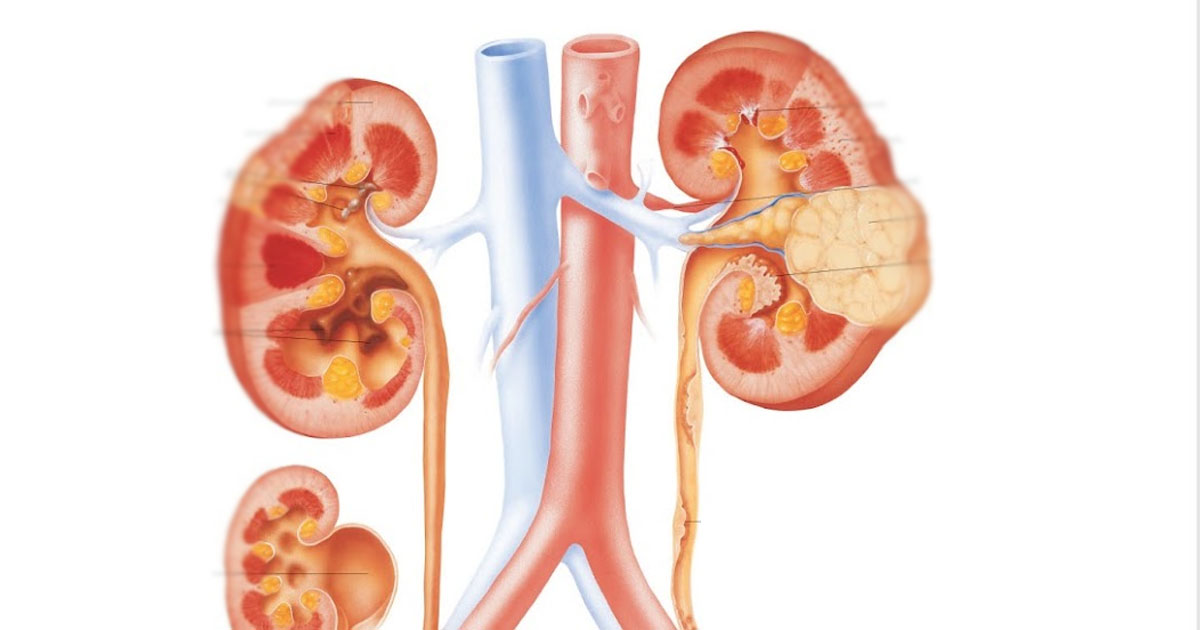 Diseases of the genitourinary system 